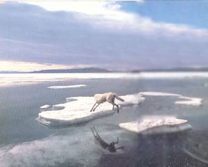 Does the wolf reflect on whether the ice will hold? Ellesmere Island, Canada, 1986.